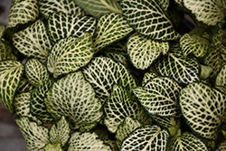 Mosaic Plant (Fittonia albivenis) at Make It Green Garden Centre