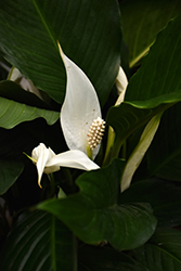 Peace Lily (Spathiphyllum wallisii) at Make It Green Garden Centre