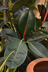 Rubber Tree (Ficus elastica) at Make It Green Garden Centre