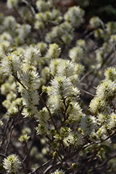 Blue Shadow Fothergilla (Fothergilla major 'Blue Shadow') at Lurvey Garden Center