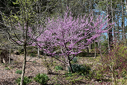 Hearts of Gold Redbud (Cercis canadensis 'Hearts of Gold') at Make It Green Garden Centre