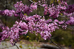 Hearts of Gold Redbud (Cercis canadensis 'Hearts of Gold') at Make It Green Garden Centre