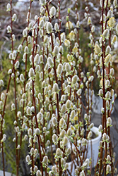Pussy Willow (Salix discolor) at Make It Green Garden Centre