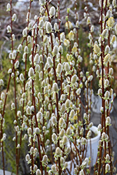 Pussy Willow (Salix discolor) at Lurvey Garden Center