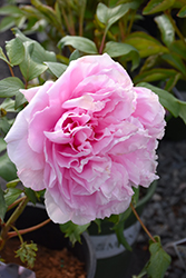 Yachiyo-Tsubaki Tree Peony (Paeonia suffruticosa 'Yachiyo-Tsubaki') at Make It Green Garden Centre