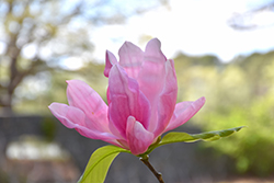 Daybreak Magnolia (Magnolia 'Daybreak') at Make It Green Garden Centre