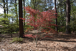 Hubb's Red Willow Japanese Maple (Acer palmatum 'Hubb's Red Willow') at Lurvey Garden Center