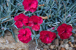 Frosty Fire Pinks (Dianthus 'Frosty Fire') at Make It Green Garden Centre