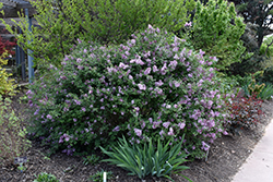 Bloomerang Lilac (Syringa 'Penda') at Lurvey Garden Center