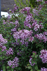 Bloomerang Lilac (Syringa 'Penda') at Lurvey Garden Center