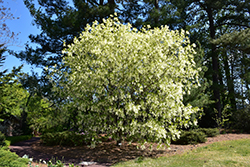 White Fringetree (Chionanthus virginicus) at Make It Green Garden Centre