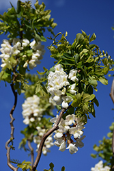 Twisted Baby Black Locust (Robinia pseudoacacia 'Lace Lady') at Make It Green Garden Centre