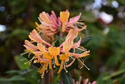 Goldflame Honeysuckle (Lonicera x heckrottii) at Lurvey Garden Center