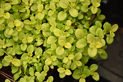 Sunshine Creeping Speedwell (Veronica repens 'Sunshine') at Make It Green Garden Centre