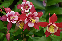 Origami Red and White Columbine (Aquilegia 'Origami Red and White') at Make It Green Garden Centre