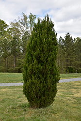 Spartan Juniper (Juniperus chinensis 'Spartan') at Make It Green Garden Centre