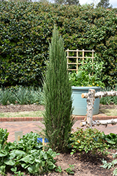 Blue Arrow Juniper (Juniperus scopulorum 'Blue Arrow') at Lurvey Garden Center