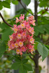 Fort McNair Red Horse Chestnut (Aesculus x carnea 'Fort McNair') at Make It Green Garden Centre