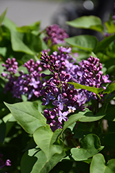 Prairie Petite Lilac (Syringa vulgaris 'Prairie Petite') at Lurvey Garden Center