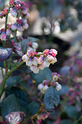Pink Icing Blueberry (Vaccinium 'ZF06-079') at Make It Green Garden Centre