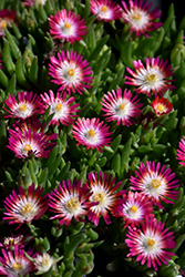 Jewel Of Desert Ruby Ice Plant (Delosperma 'Jewel Of Desert Ruby') at Make It Green Garden Centre