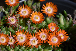 Jewel Of Desert Topaz Ice Plant (Delosperma 'Jewel Of Desert Topaz') at Make It Green Garden Centre