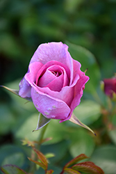 Violet's Pride Rose (Rosa 'WEKwibysicpep') at Make It Green Garden Centre