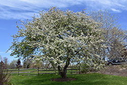 Snowdrift Flowering Crab (Malus 'Snowdrift') at Lurvey Garden Center