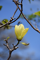 Butterflies Magnolia (Magnolia 'Butterflies') at Lurvey Garden Center