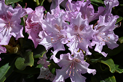 Pohjola's Daughter Rhododendron (Rhododendron 'Pohjola's Daughter') at Make It Green Garden Centre