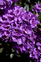 Purple Gem Rhododendron (Rhododendron 'Purple Gem') at Make It Green Garden Centre
