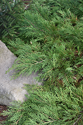 Celtic Pride Siberian Cypress (Microbiota decussata 'Prides') at Make It Green Garden Centre