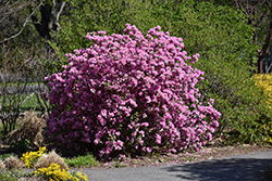 P.J.M. Elite Rhododendron (Rhododendron 'P.J.M. Elite') at Make It Green Garden Centre