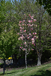 Daybreak Magnolia (Magnolia 'Daybreak') at Make It Green Garden Centre