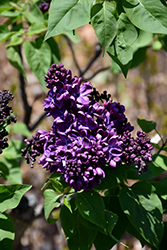 Agincourt Beauty Lilac (Syringa vulgaris 'Agincourt Beauty') at Make It Green Garden Centre