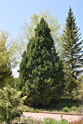 Swiss Stone Pine (Pinus cembra) at Make It Green Garden Centre