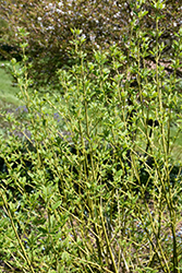 Budd's Yellow  Dogwood (Cornus alba 'Budd's Yellow') at Make It Green Garden Centre