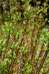 Arctic Fire Red Twig Dogwood (Cornus sericea 'Farrow') at Make It Green Garden Centre