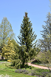 Serbian Spruce (Picea omorika) at Make It Green Garden Centre
