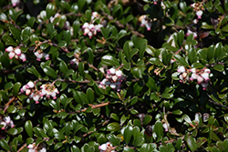 Bearberry (Arctostaphylos uva-ursi) at Make It Green Garden Centre