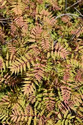 Sem False Spirea (Sorbaria sorbifolia 'Sem') at Make It Green Garden Centre