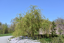 Scarlet Curls Willow (Salix 'Scarlet Curls') at Make It Green Garden Centre