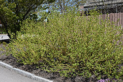 Budd's Yellow  Dogwood (Cornus alba 'Budd's Yellow') at Make It Green Garden Centre
