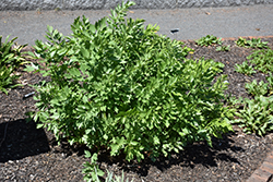 Lovage (Levisticum officinale) at Make It Green Garden Centre