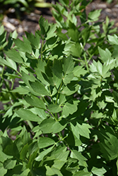 Lovage (Levisticum officinale) at Make It Green Garden Centre