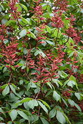 Splendens Red Buckeye (Aesculus pavia 'Splendens') at Lurvey Garden Center