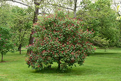 Splendens Red Buckeye (Aesculus pavia 'Splendens') at Make It Green Garden Centre