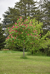 Fort McNair Red Horse Chestnut (Aesculus x carnea 'Fort McNair') at Make It Green Garden Centre