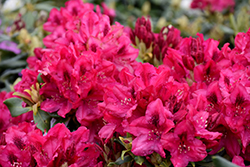 Nova Zembla Rhododendron (Rhododendron 'Nova Zembla') at Make It Green Garden Centre