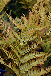 Brilliance Autumn Fern (Dryopteris erythrosora 'Brilliance') at Lurvey Garden Center